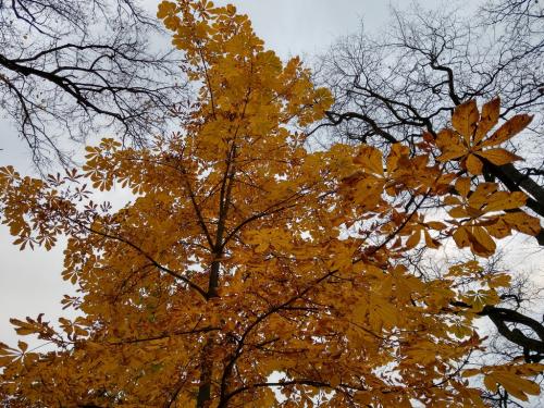 2018-10-18-17-08 323